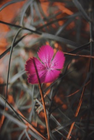 一朵粉色石竹花图片