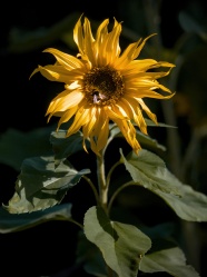 一朵黄色向日葵图片