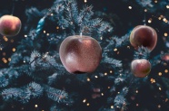 圣诞节圣诞树平安果图片