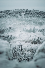 冬季唯美树林雪景图片
