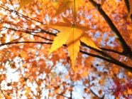 秋天树林落叶图片