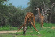 非洲森林长颈鹿图片