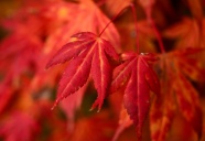 秋天火红枫叶摄影图片