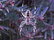 知网的毒蜘蛛图片