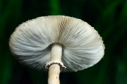 白色真菌蘑菇特写图片