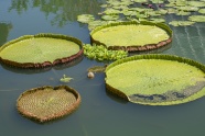 池塘绿色莲蓬图片