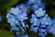 蓝色勿忘我鲜花花朵图片