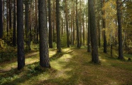 松树林树木景观图片