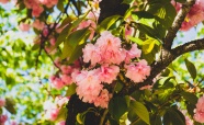 春天粉色樱花盛开图片