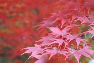 秋天红色枫叶摄片