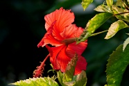 漂亮红色芙蓉花花朵图片