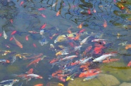池塘锦鲤观赏图片