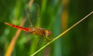 红蜻蜓微距摄影图片
