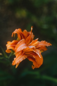 橙花花瓣特写图片