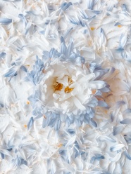 白蓝花瓣背景图片
