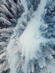 冬季雪地松树林鸟瞰图