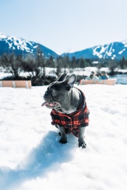 雪地黑色斗牛犬狗狗图片