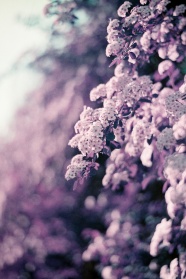紫色花卉非主流图片