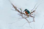 冬季唯美小鸟图片