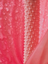 粉色花蕊柱微距摄影图片