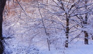 冬季树林积雪景观图片