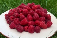 成熟野草莓浆果图片
