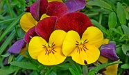 三色堇花朵特写图片