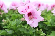 粉色天竺葵花朵特写图片