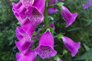 紫色毛地黄花朵图片