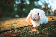小白兔近景图片