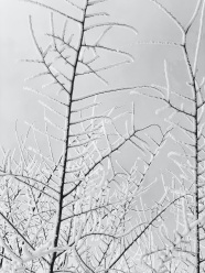被积雪覆盖的干枝图片