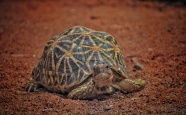 印度星龟爬行图片