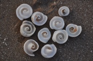 海滩白色螺旋贝类图片