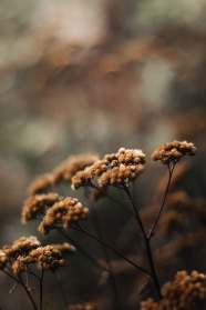暗调野生花卉摄影图片