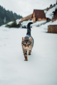 冬季雪地可爱小猫图片