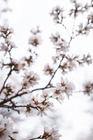 淡雅白色樱花图片
