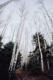 秋季白桦林风景图片
