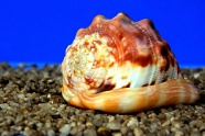海洋螺旋贝壳特写图片