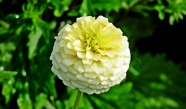 黄色百日菊花朵图片