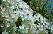 春天盛开白色梨花图片