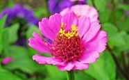 粉红的百日草微距花朵图片