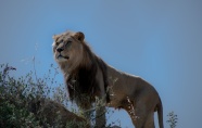 荒野野生狮子摄影图片