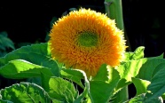 灿烂向日葵黄色花朵图片