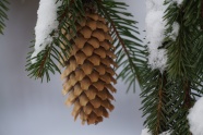 冬季针叶树松塔图片