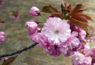 大朵樱花盛开图片