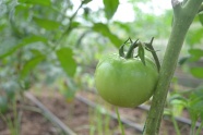 未成熟绿色番茄蔬菜图片