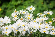 灿烂白雏菊花朵图片