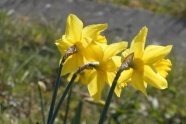 黄色水仙花灿烂花朵图片
