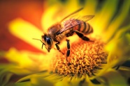 蜜蜂授花粉特写图片