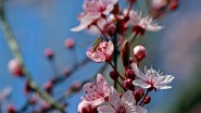 日本粉色樱花花朵图片